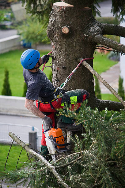 How Our Tree Care Process Works  in  Edmonton, KY